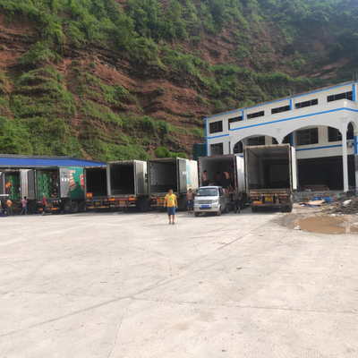 屏山茵紅李產(chǎn)銷(xiāo)兩旺,銷(xiāo)售價(jià)格持續(xù)穩(wěn)中有升